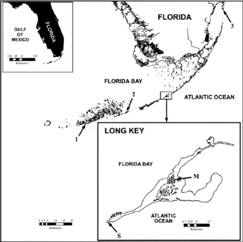 Map of the Florida Keys showing the collection locations of Lee and O  ́ Foighil (2004). 1 = Boca Chica Key, 2 = The horseshoe site on Spanish Harbor/West Summerland Key, and 3 = Key Biscayne. Upper left inset showing the Floridian peninsula. Lower left inset showing Long Key and collection locations of this study. S = seawall habitat location and M = mangrove habitat location. 