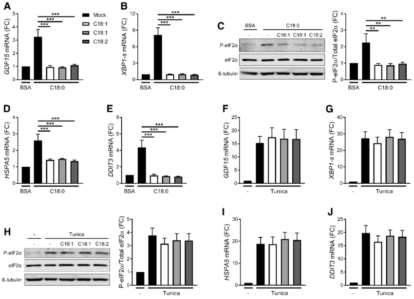 UFAs prevent SFAinduced GDF15 expression. (AJ) mRNA expression