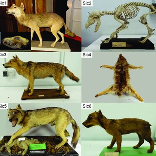 The extinct Sicilian wolf shows a complex history of isolation and