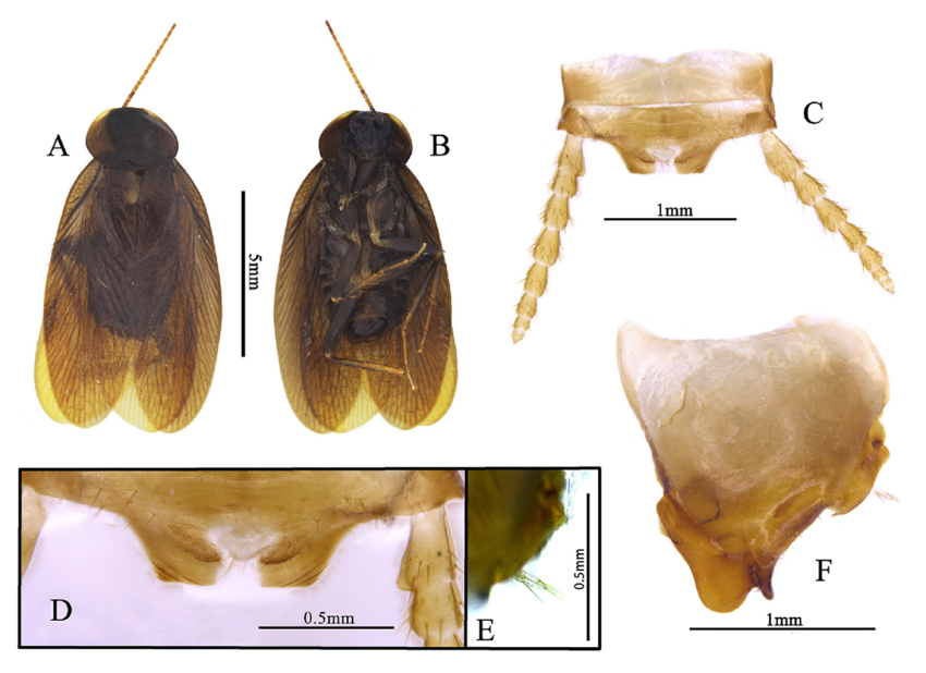 A–F. Ctenoneura delicata sp. nov., male: A–B. holotype: A. dorsal view; B. ventral view. C–D. supra-anal plate: C. with T9, dorsal view; D. close-up, dorsal view. E. stylus, ventral view. F. subgenital plate, ventral view.  