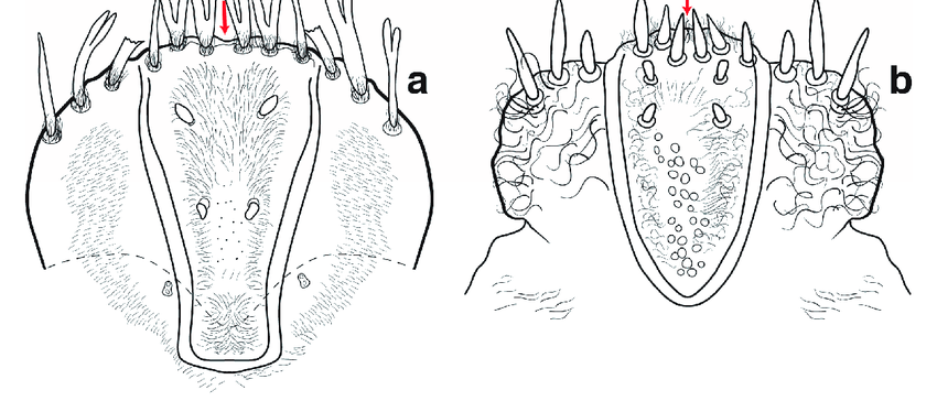 Epipharynx, larva: (a) Sphenophorus pontederiae; and (b) Nephius (=Anius).