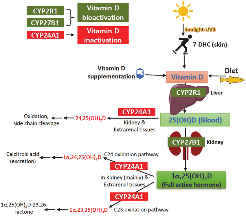 Overview of the pathways for vitamin D synthesis, bioactivation, and inactivation. Part of the Fig. was drawn with the help of Servier Medical Art (www.servier.com).