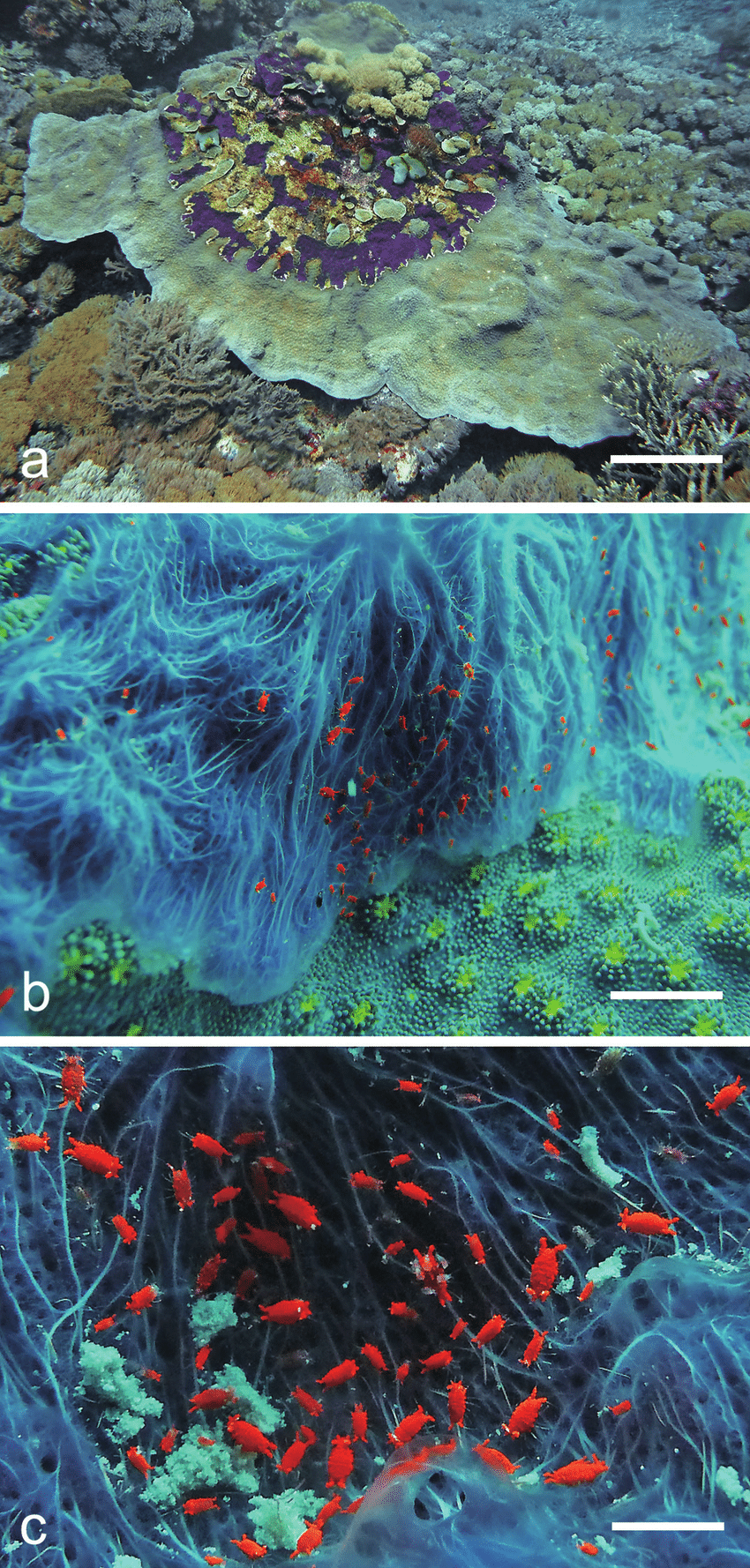 Association of red fluorescent Santia isopods with the coral-killing sponge Chalinula nematifera. a C. nematifera progression on a large living Echinopora sp. coral colony, b closeup of Echinopora sp. sponge-coral overgrowth zone with associated Santia isopods, c cluster of Santia isopods in a sponge surface hollow, scale bars: 0.4 m (a), 2.5 cm (b), 1.0 cm (c). All photographs were taken during daytime exposed by the water depth-specific natural light spectrum (without excitation/emission filters) using a commercial grade digital still camera (Panasonic DMC-TZ5, 1/2.33″ CCD sensor) and recorded in sRGB (24 bit) colour mode. 