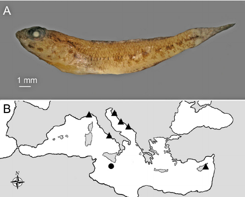 - Gobius couchi . A : Preserved specimen, PMR VP2884, juvenile of unidentified sex, 18.2 + 4.2 mm, Tigné E, Malta. B : Map of the Mediterranean showing previous records ( ▲ ) and new find - ing ( ● ). 