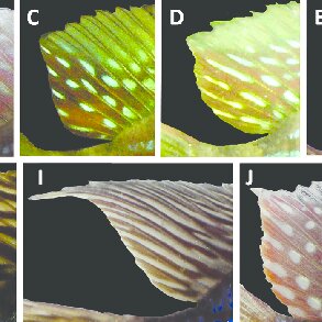 Soft dorsal fin pigmentation patterns: (A-F) Gymnogeophagus ...