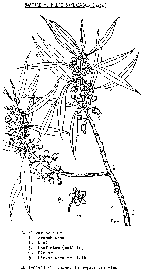 Naio (Myoporum sandwicense A. Gray) is called 