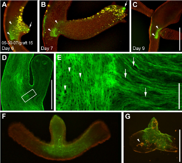 Mesoglea fate in the tentacles and the head region. ( A , B ) Labeled collagen-1 (green) in the head region and the tentacle base 3 hours after injection and 7 days after injection. The label in the tentacle (star) moves to the tip of the tentacle by day 7, the label in the head region (st) remains stationary. ( C ) Position ( y -axis) of the border between labeled and unlabeled tissue of seven individual head grafts over the course of 11 and 13 days ( x -axis). No displacement is observed. Scale bar: 500 m m. 