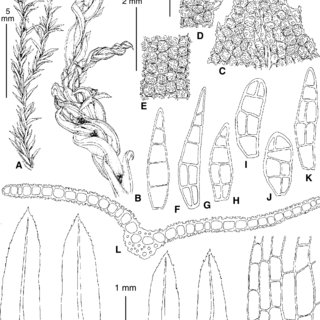 Pdf Leptodontium Pottiaceae Bryophyta A New Genus For Caucasus