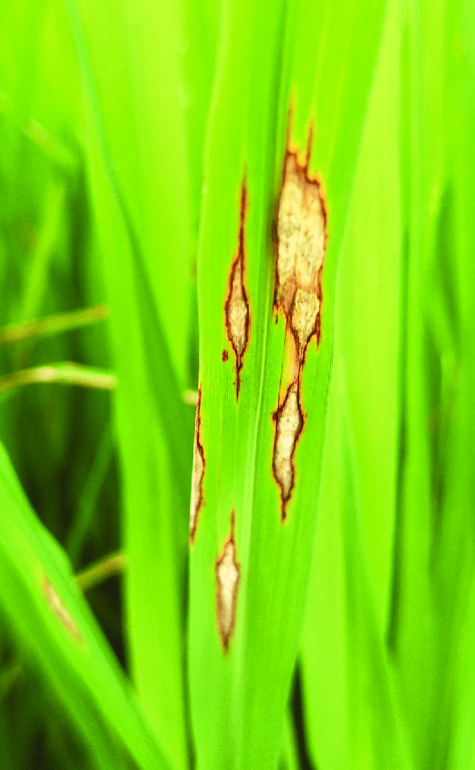 Symptoms of rice blast disease caused by Pyricularia oryzae.