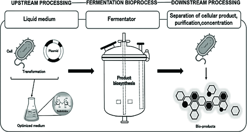 2 Simplified flow of bioprocess steps: upstream processing ... - SimplifieD Flow Of Bioprocess Steps Upstream Processing Fermentation Process AnD