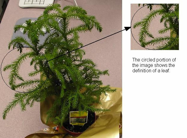 A Image Of The Norfolk Island Pine Plant 1 B A Sample Leaf Download Scientific Diagram