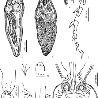 Polymorphus Minutus A A A A After A E Iaodi Aiei 1958 A A Ae Download Scientific Diagram