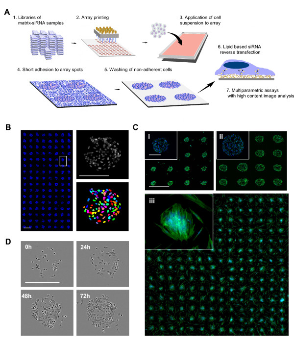 Principle Of The Cell Spot Microarray Csma Method A Csma Work Download Scientific Diagram
