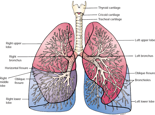 11: Human lungs structure [21] | Download Scientific Diagram