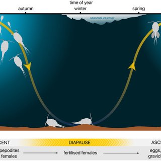 PDF) Diel vertical migration of the copepod Thermocyclops inversus (Kiefer,  1936) in a tropical reservoir: The role of oxygen and the spatial overlap  with Chaoborus