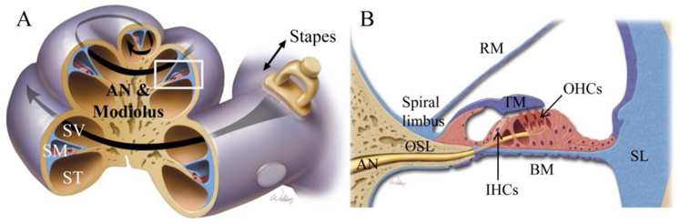 A The Cochlear Has Three Chambers Scala Vestibuli Sv Scala Media Download Scientific Diagram