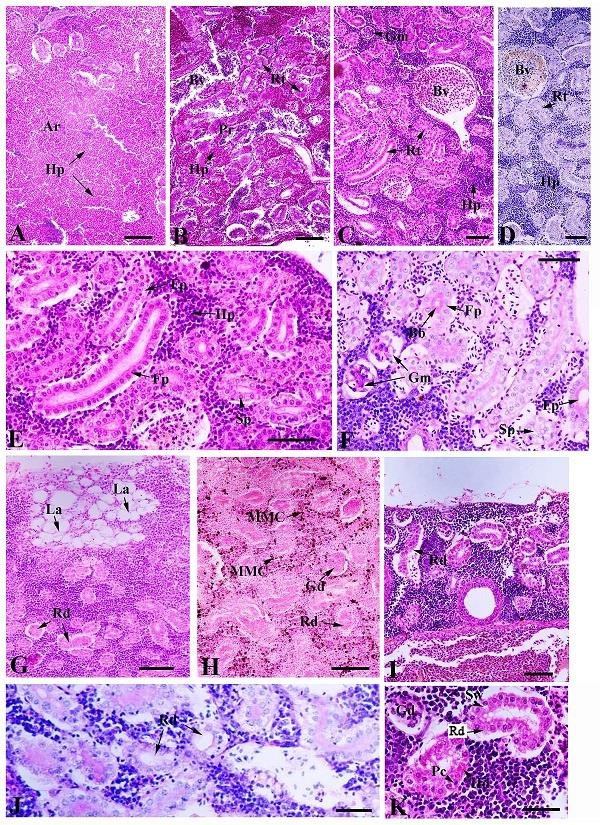 Light Photomicrographs Of Histology A E And Histopathology G K In Download Scientific Diagram