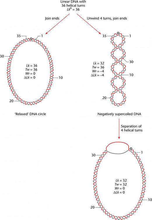 Relationship Of Linking Number Twist And Writhe Of Closed Circular Download Scientific Diagram
