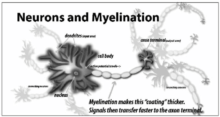 2 Myelination: The myelin sheath surrounding neuronal axons, is essential for normal brain function. This coating thickens (gets myelinated), enabling much more rapid information transfer-causing this network's solution to beat out the slower networks in the brain. (Murphy, 2017) 