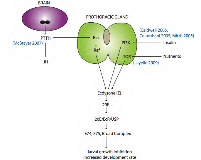The Ecdysone Pathway Abbreviations Juvenile Hormone Jh Download Scientific Diagram