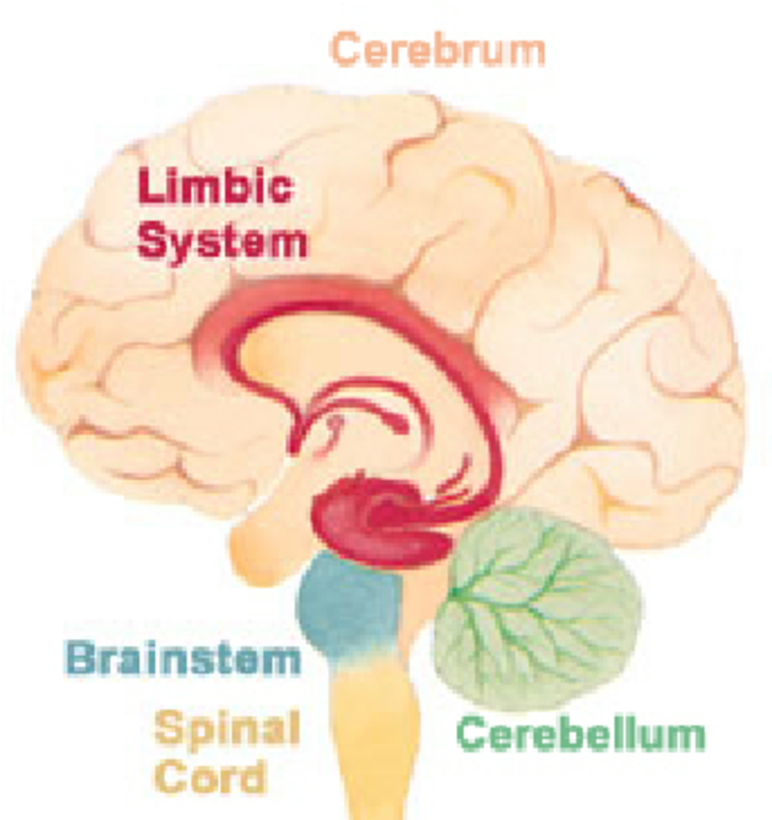Brain Anatomy Limbic System