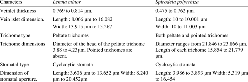 Anatomical comparison between Lemna minor and Spirodela polyrrhiza.