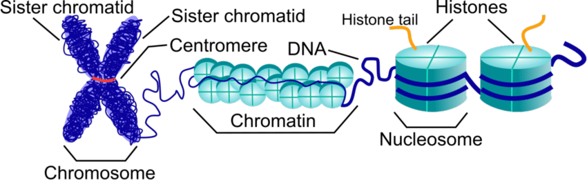 Structure of chromosome, chromatin and nucleosomes. Chromosome is made of condensed pair of sister chromatids. These chromatids contain densely packed chromatin (set of nucleosomes). Nucleosomes are histones wrapped by DNA.