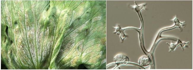 Figure2: Sporulation on lettuce leaves and sporangia-sporangiophore of Bremia lactucae 
