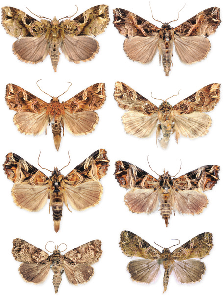 Adults of the Callopistria species. A. C. phaeogona Hampson, 1908; B. C. maillardi maillardi (Guenée, 1862); C. C. duplicans Walker, 1862; D. C. juventina (Stoll, 1782); E. C. repleta Walker, 1857; F. C. nobilior Eda, 2000; G. C. guttulalis Hampson, 1896; H. C. pulchrilinea (Walker, 1862); A-H. Male; A-G. Taiwan; H. Vietnam. Photo: Shipher Wu. Courtesy of specimens: NTUIM (A-C & E-G), TFRI (D), HNHM (H). Scale bar = 1 cm.  