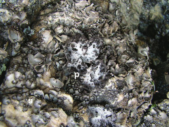 Umbilicate lichens at the locality »Tauberove stijene«: a) Umbilicaria hirsuta, b) Lasallia pustulata (photo: S. Ozimec, 9 May 2010)  