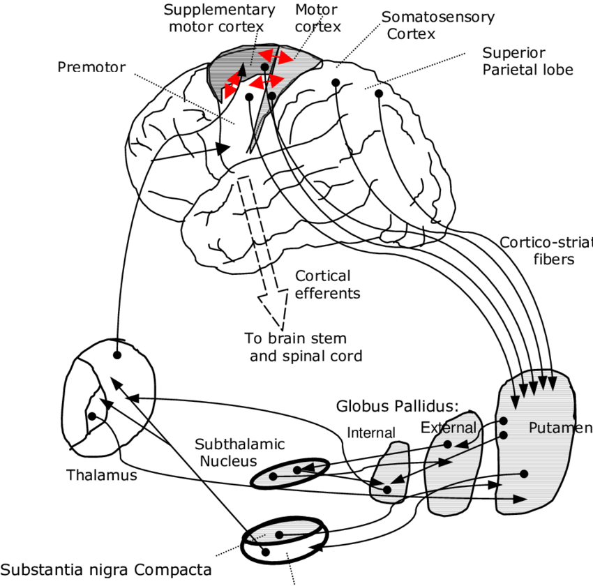 1: Anatomical basis for motor functions of basal ganglia