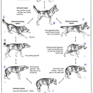 Original Shepherd (2002) ethograph. | Download Scientific Diagram