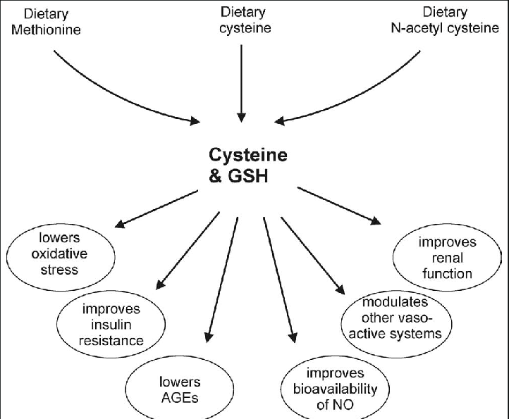 Sources And Antihypertensive Actions Of Cysteine And Glutathione Gsh Download Scientific Diagram