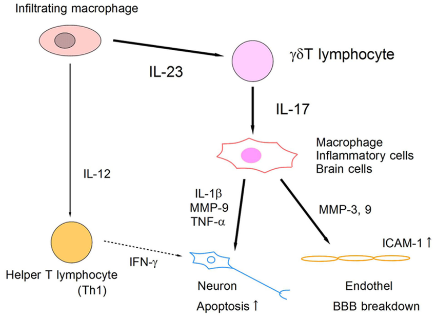 Schematic Model Of Il 23 Il 17 Inflammatory Pathway In Ischemic Brain Download Scientific Diagram