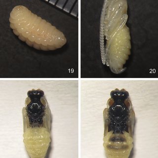 Figures 19-22. Aptesis melana Li & Sheng, sp. n. 19 Larva. 20, 21, 22 Pupa. 