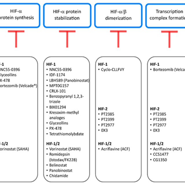 Inhibitors Of The Hif Pathway And Intervention Nodes Summarized In This