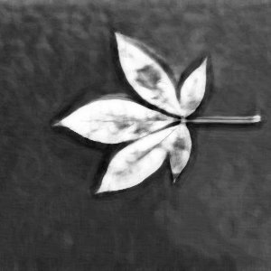 How To Draw A Leaf On Black Paper With White Charcoal