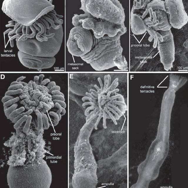 Metamorphosis In Phoronids Sem A E And Light F Micrographs A Download Scientific Diagram