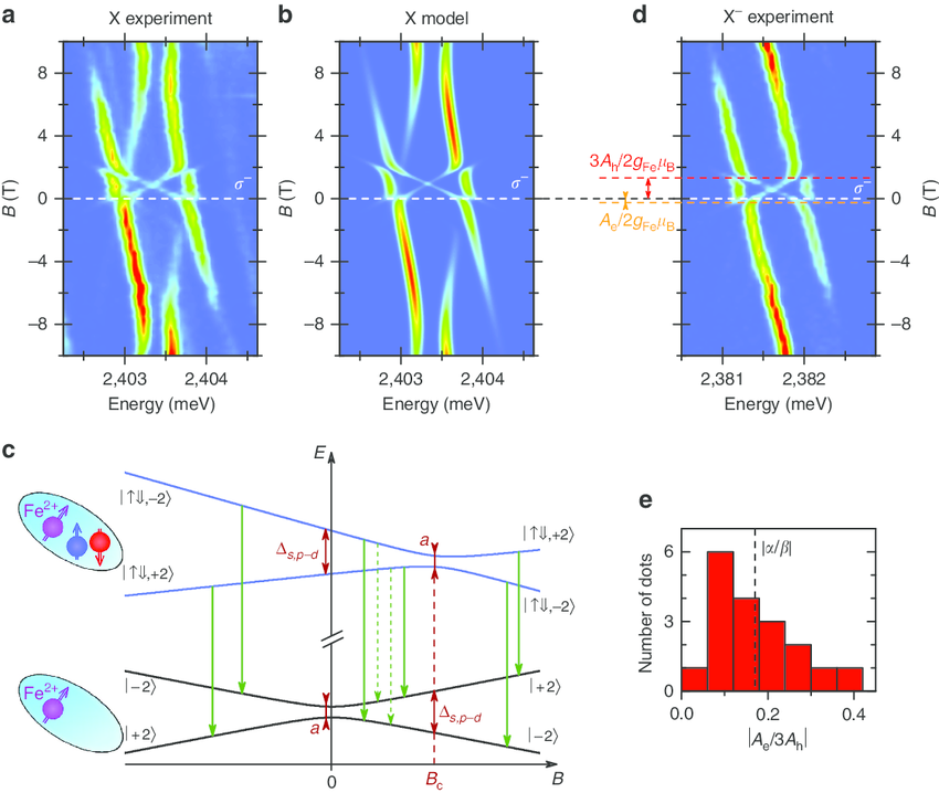 | Magneto-optical spectroscopy of X and X À in a QD with a single Fe 2 þ ion. Magnetic field dependence of the photoluminescence spectrum of a X: (a) experimental data and (b) simulation assuming strain-induced magnetism of the Fe 2 þ ion, as described in the text. The spectra were measured and simulated in s À circular polarization. (c) Schematic field dependence of the initial and final energy levels of the X recombination together with the indicated s À -polarized X optical transitions observed in photoluminescence measurements. The upper pair of levels corresponds to "+ j i exciton coupled with the ion spin (where m and + represent the spin projection of the electron and the heavy hole on the growth axis, respectively), while the bottom pair represents the energies of the ion states in the empty dot. The excitonic transitions preserving (altering) the ion spin projection are marked with solid (dashed) arrows. (d) Magnetic field evolution of a X À photoluminescence spectrum measured in s À circular polarization. Red and orange dashed lines indicate magnetic field values B ¼ 3A h /(2g Fe m B ) and B ¼ A e /(2g Fe m B ), respectively, which correspond to the end points of the cross-like feature in X À magneto-photoluminescence. (e) Histogram of experimentally determined ratio of ion-electron to ion-hole exchange integrals for the Fe 2 þ in a QD. Dashed line indicates the ratio |a/b| of s-d and p-d exchange constants known from the bulk Cd 1 À x Fe x Se.  