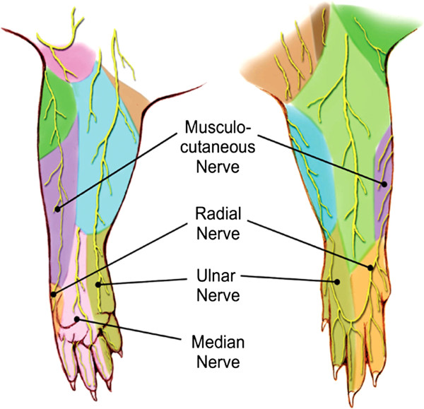 Cutaneous Innervation Of The Four Terminal Branches Of The Brachial