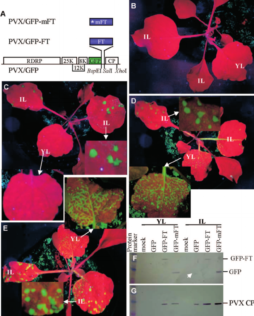 Arabidopsis Ft Rna Enhances The Systemic Spread Of Pvx Pvx Based Ft Download Scientific Diagram