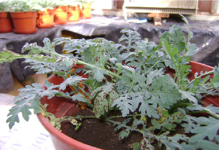 The effects of Puccinia abrupta var. partheniicola on parthenium weed under greenhouse condition 21 days after inoculation at Ambo Plant Protection Research Center, 2009. The leaves were subjected to rapid leaf senescence as a result of the disease (Ambo isolate, the most aggressive one). 