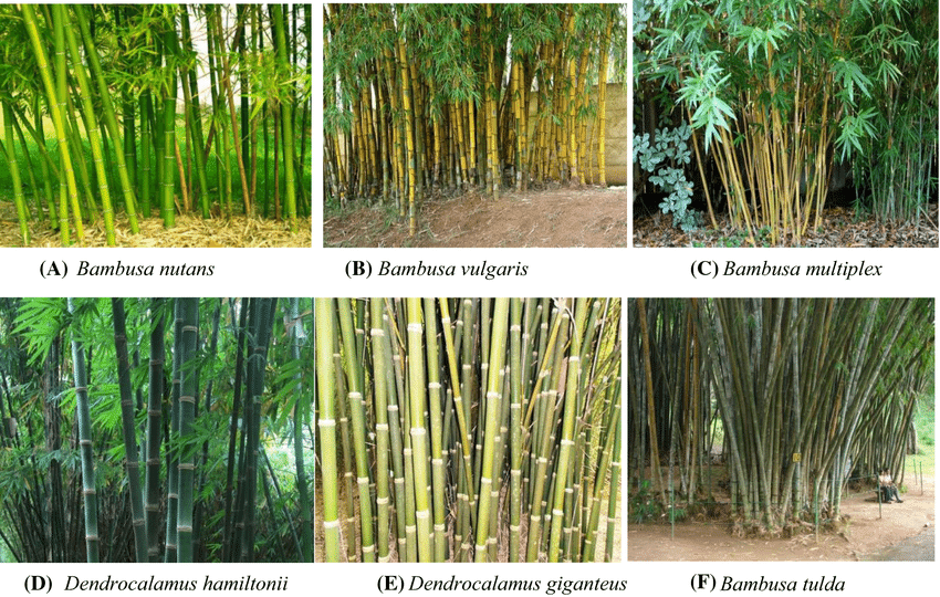 Commercial important bamboo species grown in India
(Source: www.chhajedgarden.com/blogs)