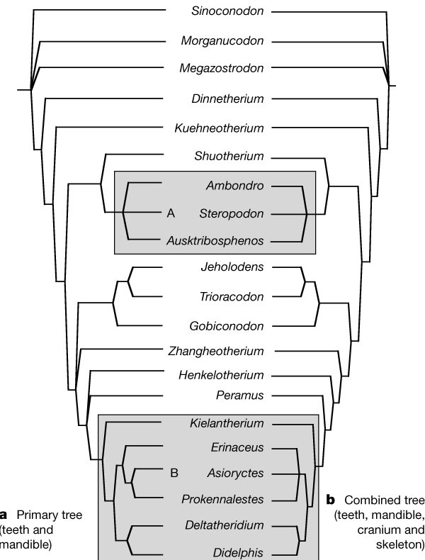 Phylogenetic relationships of main taxa of therian tribosphenic mammals.The Australosphenida (Box A) and Boreosphenida (Box B) are both monophyleticand separate from each other. a, Primary analysis: the strict consensusof 18 equally parsimonious and shortest trees from the 55 dental and mandibularcharacters that are known for the southern tribosphenic mammals (see Supplementary Information). b, Extended analysis: thestrict consensus of eight equally parsimonious and shortest trees from anexpanded analysis including cranial and postcranial data for the better preservedtaxa (118 informative characters; see Supplementary Information). Placement of the australosphenidan clade on the mammalian tree isconsistent, whether it is based on just the dental and mandibular featuresknown for southern taxa (a), or on combined data of the dentition,mandible, plus cranium23,24 and postcranium25–27 (b). Apomorphies supporting the main cladogram nodes are presentedin Supplementary Information (see Methods for details).