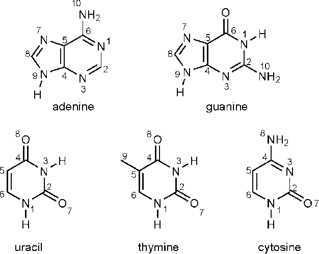 Structure And Atom Labeling For Adenine Guanine Uracil Thymine And Download Scientific Diagram
