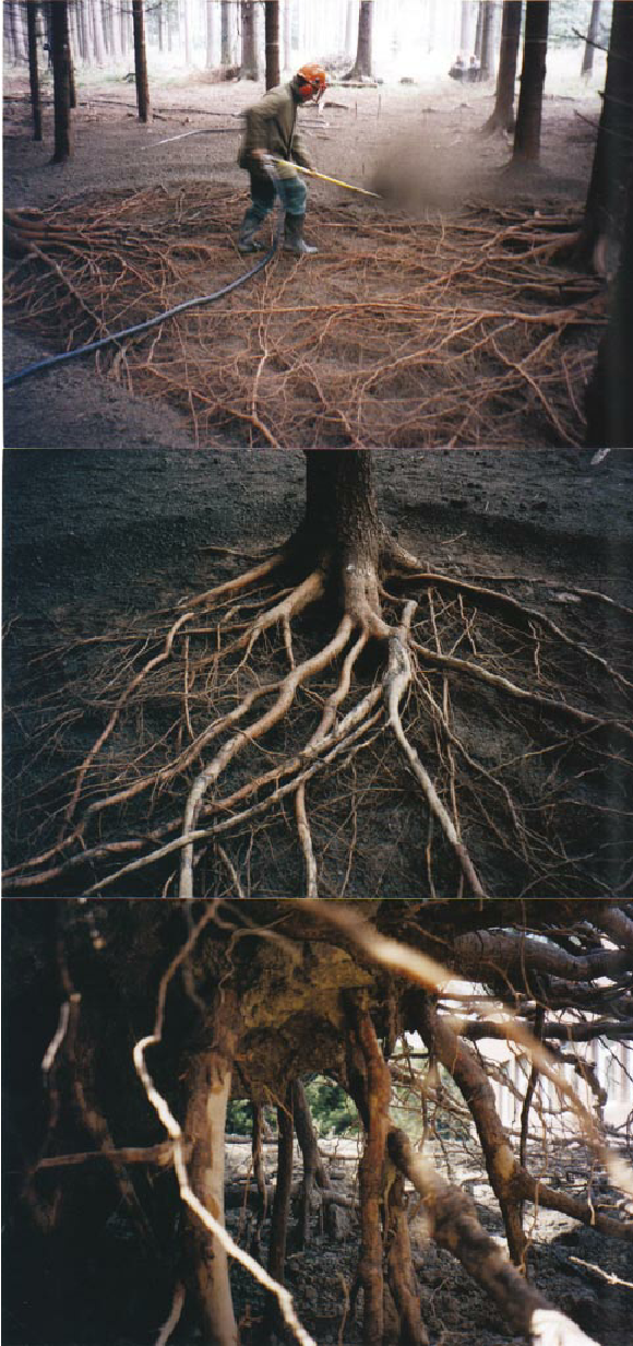 real tree with roots