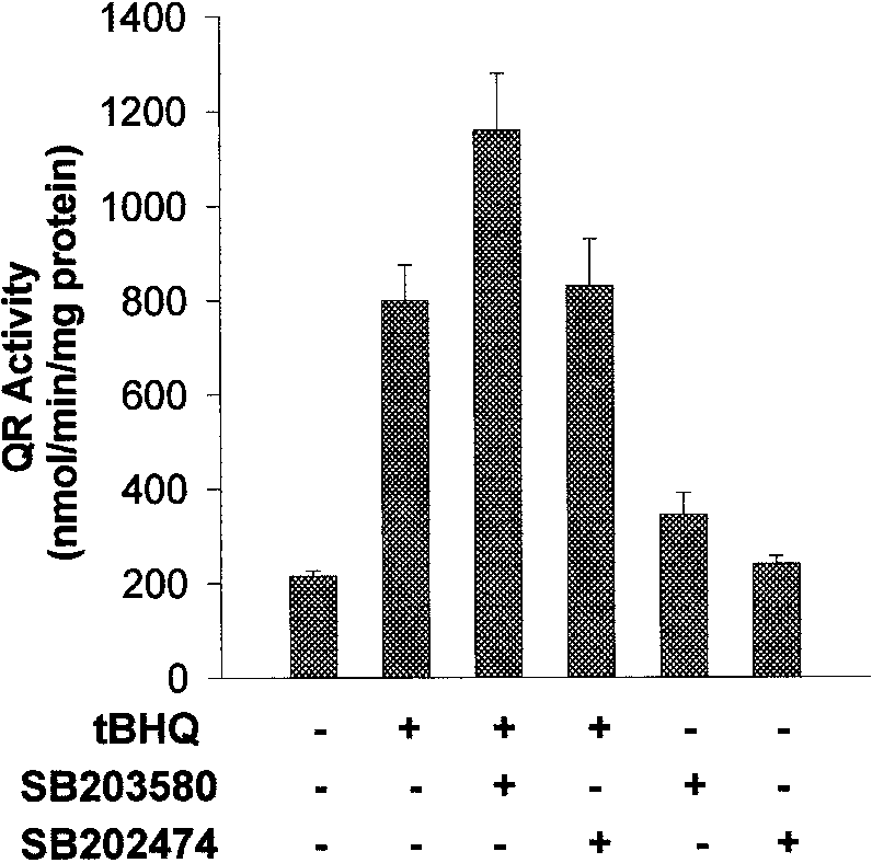 Enhancement of tBHQinduced QR activity by SB203580. Hepa1c1c7 cells