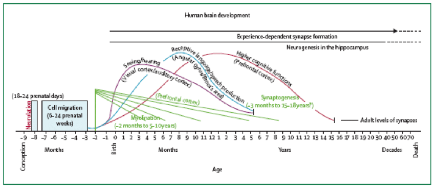 Human Brain Development: Growth After Birth Challenges Previous