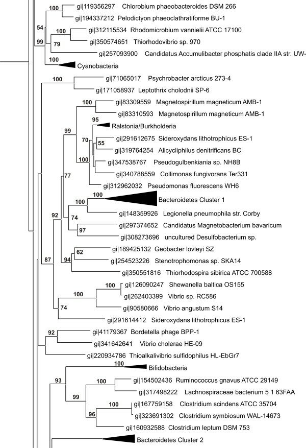Phylogenetic Tree of DGR RTs (representative selection). A ...