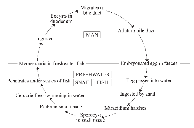 opisthorchis felineus life cycle